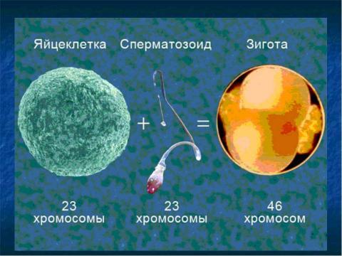 Презентация на тему "Образование половых клеток. Мейоз" по биологии