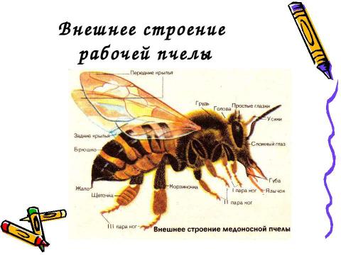 Презентация на тему "Отряд перепончатокрылые пчелы" по окружающему миру