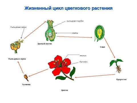 Презентация на тему "Биология в схемах и таблицах" по биологии