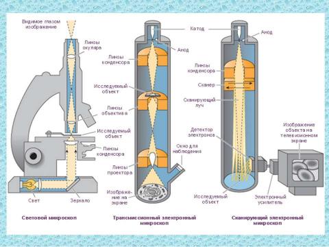 Презентация на тему "Микроскопия электронная" по физике