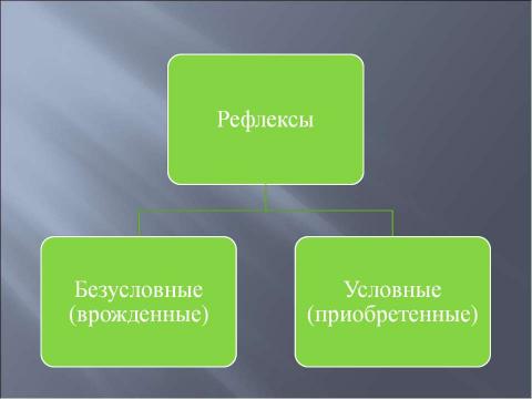 Презентация на тему "Координация и регуляция 6 класс" по биологии