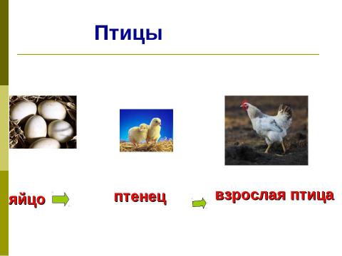 Презентация на тему "Размножение и развитие животных 3 класс" по окружающему миру