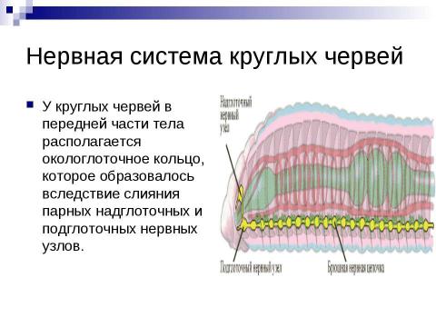 Презентация на тему "Нервная система У животных" по биологии