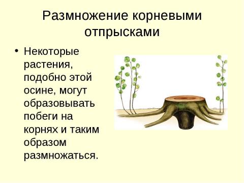 Презентация на тему "Вегетативное размножение растений" по биологии