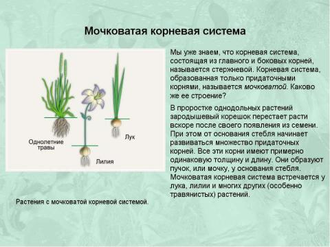 Презентация на тему "Корни и корневые системы" по биологии