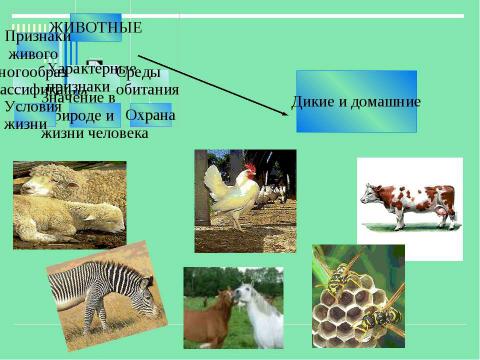 Презентация на тему "Животные" по детским презентациям