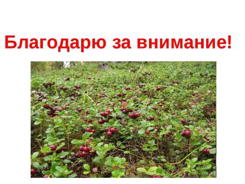 Презентация на тему "Лекарственные растения Республики Коми" по окружающему миру