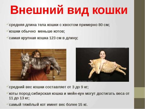 Презентация на тему "Кошки в истории, обществе, в английской и русском языках и литературе разных стран" по литературе