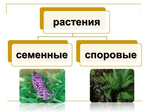 Презентация на тему "Разнообразие растений. Особенности внешнего строения растений" по биологии