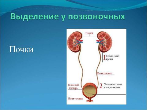 Презентация на тему "Выделение" по биологии