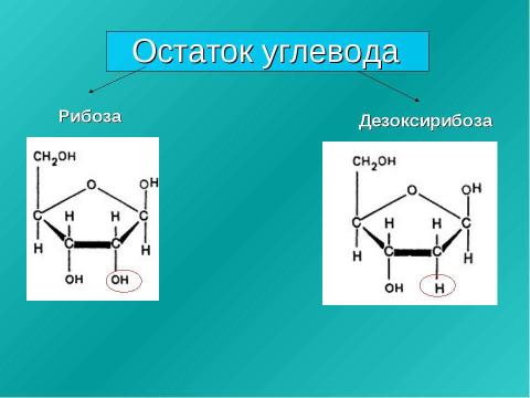 Презентация на тему "Нуклеиновые кислоты 9 класс" по химии