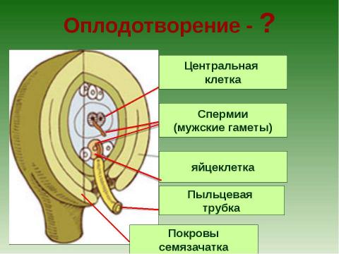 Презентация на тему "Растения - оплодотворение и размножение" по биологии