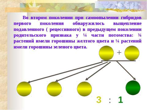 Презентация на тему "ИССЛЕДОВАНИЯ Г.МЕНДЕЛЯ. МОНОГИБРИДНОЕ СКРЕЩИВАНИЕ. I и II ЗАКОНЫ МЕНДЕЛЯ" по биологии