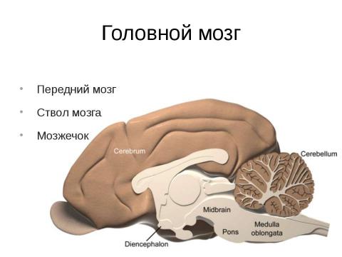 Ствол мозга неврология презентация