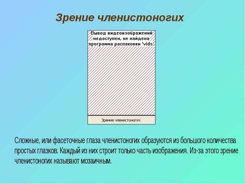 Презентация на тему "Тип Членистоногие" по биологии