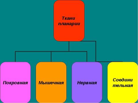 Презентация на тему "Тип плоские черви" по биологии