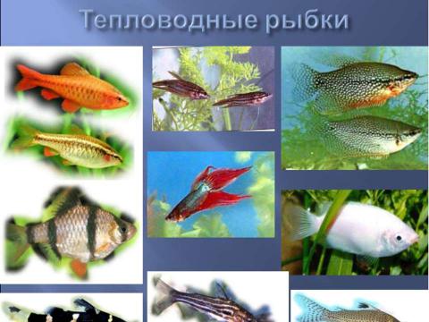 Презентация на тему "Аквариум – маленькая искусственная экосистема (3 класс)" по начальной школе