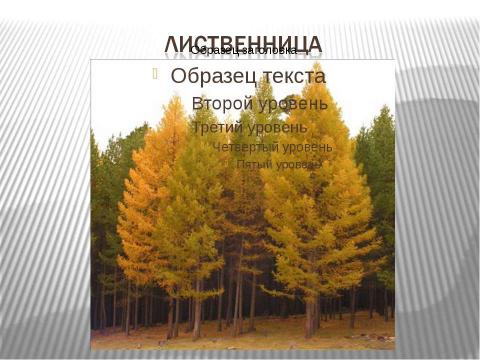 Презентация на тему "Экскурсия в лес" по географии