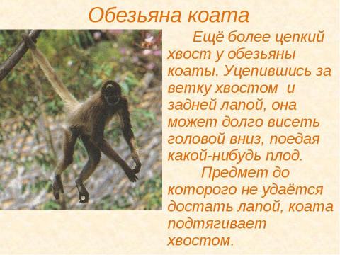 Презентация на тему "Зачем животным нужны хвосты? 5 класс" по окружающему миру