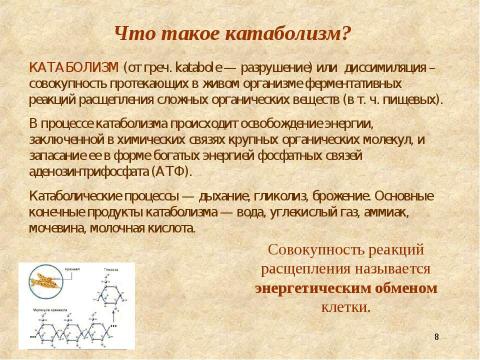 Презентация на тему "Метаболизм – основа существования живых организмов" по биологии