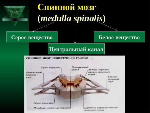 Презентация на тему "Cпинной мозг и спинномозговые нервы" по медицине