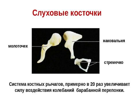 Презентация на тему "Слуховой анализатор" по биологии