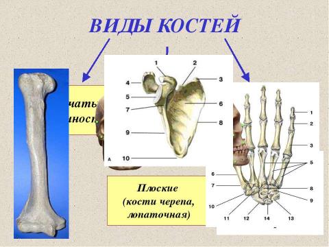 Презентация на тему "Значение опорно-двигательной системы, её состав. Строение костей" по биологии