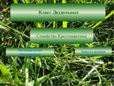 Презентация на тему "Виртуальный гербарий" по биологии