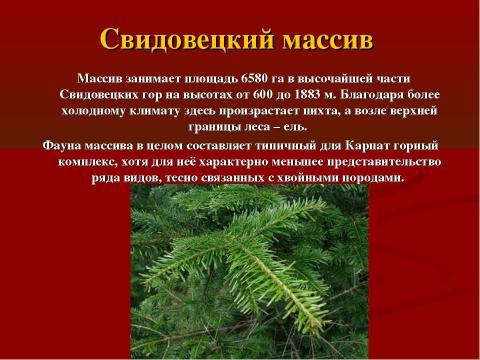 Презентация на тему "Заповедные места Украины. Карпатский биосферный заповедник" по географии