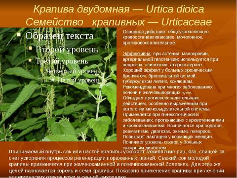 Презентация на тему "Кровоостанавливающие растения" по биологии