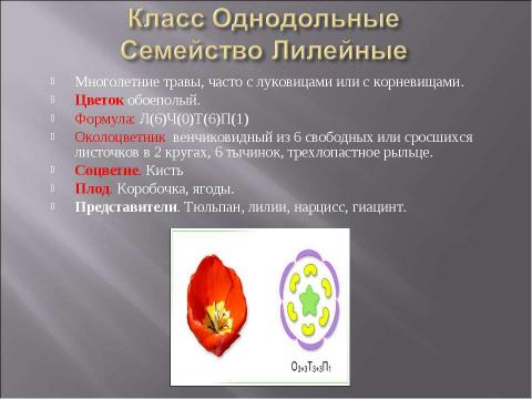 Презентация на тему "Класс Однодольные. Общая характеристика" по биологии