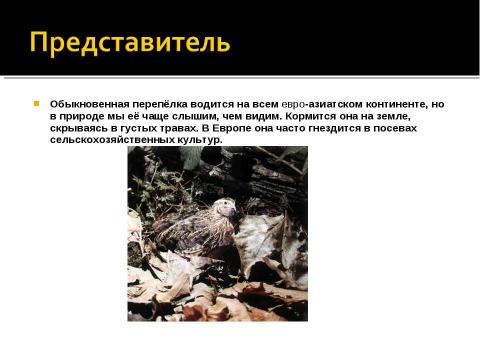 Презентация на тему "Отряд Куриные (Galliformes)" по биологии