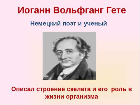 Презентация на тему "Скелет челоаека" по биологии