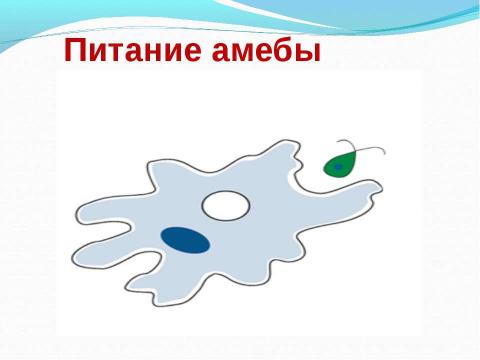 Презентация на тему "Биологический аукцион «Простейшие»" по биологии