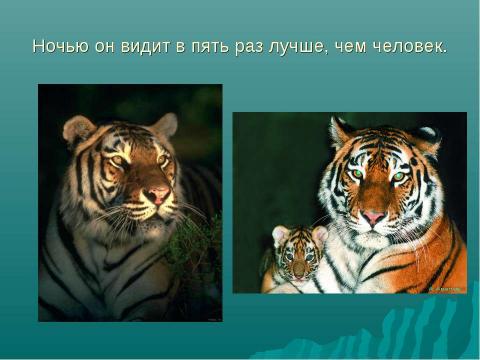 Презентация на тему "Амурский тигр 4 класс" по начальной школе