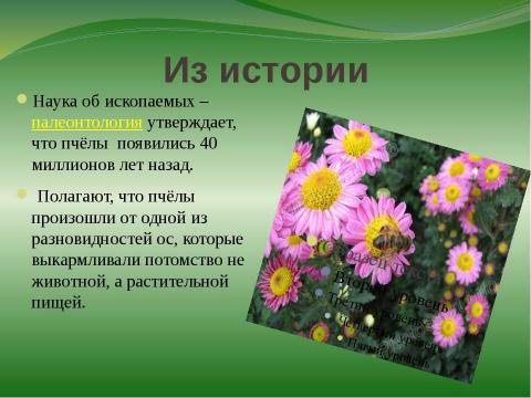 Презентация на тему "правильные пчёлы делают правильный мёд" по окружающему миру