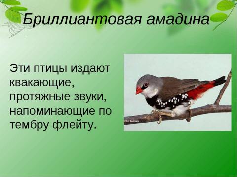 Презентация на тему "Кто такие амадины?" по биологии