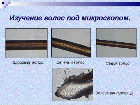 Презентация на тему "Красивый локон" по биологии