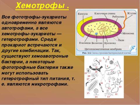 Презентация на тему "Питание клетки" по биологии