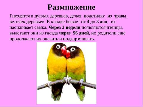 Презентация на тему "Разведение неразлучников в неволе" по биологии