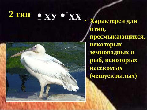 Презентация на тему "Генетика пола. Наследование, сцепленное с полом" по биологии