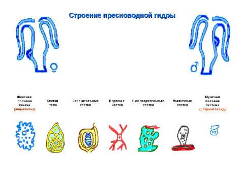 Презентация на тему "Биология в схемах и таблицах" по биологии