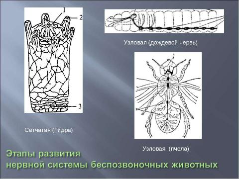 Презентация на тему "Координация и регуляция 6 класс" по биологии