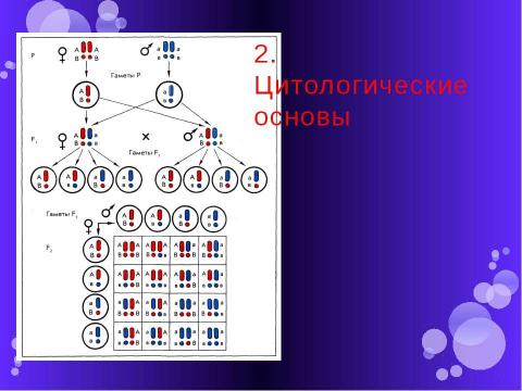 Презентация на тему "Дигибридное скрещивание" по биологии