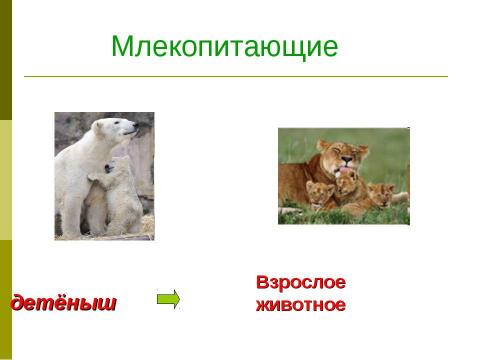 Презентация на тему "Размножение и развитие животных 3 класс" по окружающему миру