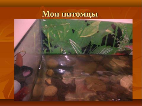 Презентация на тему "Аквариумные лягушки" по биологии