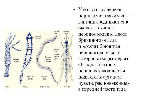 Презентация на тему "Нервная система У животных" по биологии