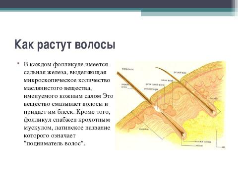 Презентация на тему "Волосы и ногти" по начальной школе