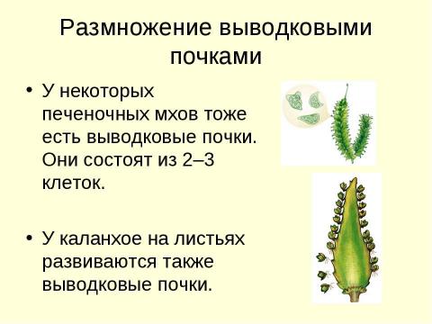 Презентация на тему "Вегетативное размножение растений" по биологии