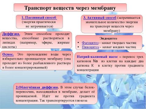 Презентация на тему "Клетка" по биологии